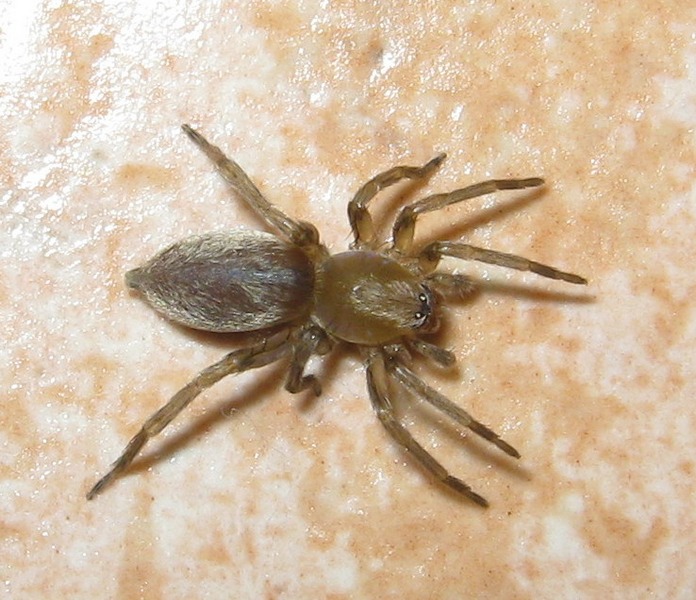 Clubiona sp.